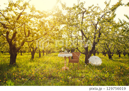 Romantic picnic in the spring garden. Decorations for a photo shoot in a blooming Apple orchard. A coffee table filled with cups, candy, pastries, and a vase of tulips, wicker chair, lace umbrella. 129756019