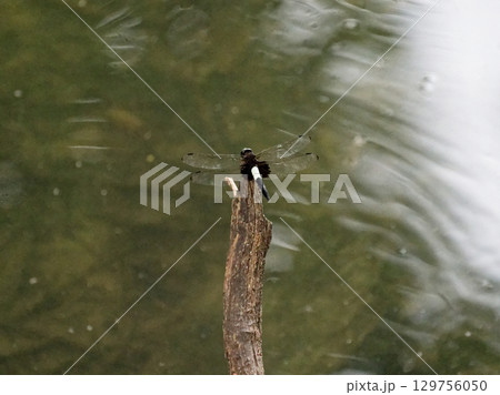 コシアキトンボ♂ 129756050