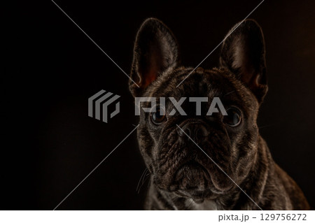 フレンチブルドッグ 129756272