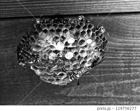 スズメバチ科キアシナガバチの巣作り 129756277