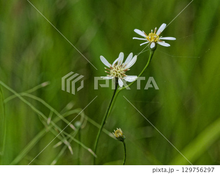 酸性湿地の山野草キク科サワシロギク 129756297