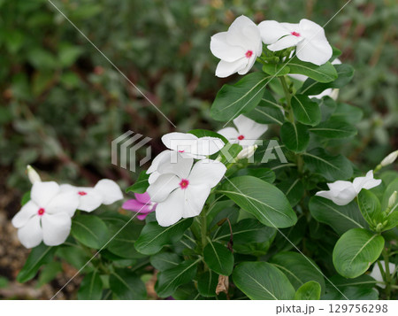 キョウチクトウ科ニチニチソウの花 キョウチクトウ科ニチニチソウの花 129756298