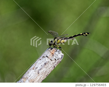 サナエトンボ科ウチワヤンマ♀ サナエトンボ科ウチワヤンマ♀ 129756403