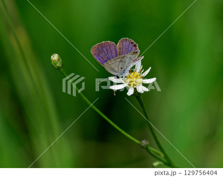 湿地性植物サワシロギク訪花昆虫 ツバメシジミ♂ 湿地性植物サワシロギク訪花昆虫 ツバメシジミ♂ 129756404