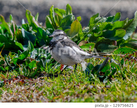 地面を歩くハクセキレイ 129756625