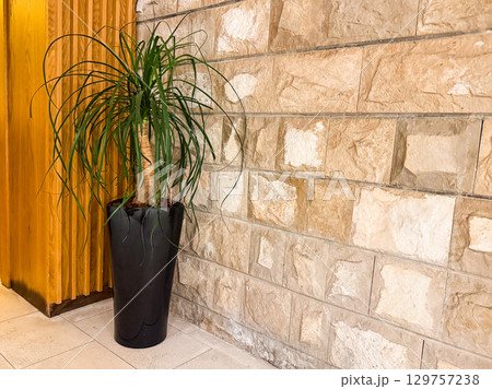 A green indoor plant in a tall black pot decorates the stone wall interior. Hospitality, design and natural atmosphere expressed through ornamental greenery indoors. Copy space A green indoor plant in a tall black pot decorates the stone wall interior. Hospitality, design and natural atmosphere expressed through ornamental greenery indoors. Copy space 129757238