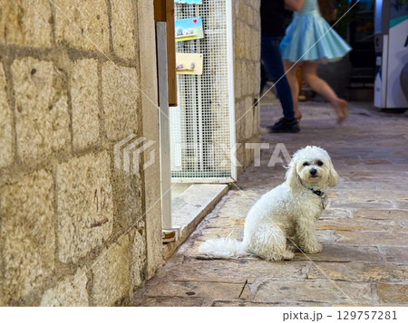 A small fluffy dog sits on a stone street near the shop entrance in the evening. Loyalty, companionship and urban lifestyle represented through a pet in the town. 129757281