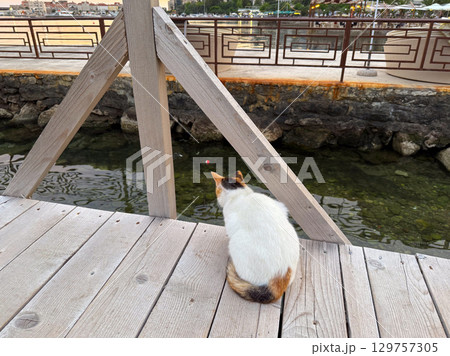 A calico cat sits on the wooden pier and looks at the water near the city wall. Curiosity, patience and instinct symbolized through a calm feline perspective. 129757305