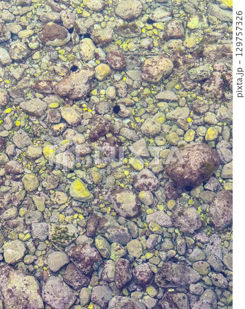 Sea urchins and colorful stones visible through transparent water on the coast. Marine life, biodiversity and ecological balance represented in underwater environment. Sea urchins and colorful stones visible through transparent water on the coast. Marine life, biodiversity and ecological balance represented in underwater environment. 129757326