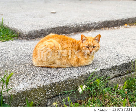 A ginger cat resting quietly on the stone pavement near the grass. Calmness, independence and peaceful outdoor lifestyle symbolized by a domestic feline. A ginger cat resting quietly on the stone pavement near the grass. Calmness, independence and peaceful outdoor lifestyle symbolized by a domestic feline. 129757331