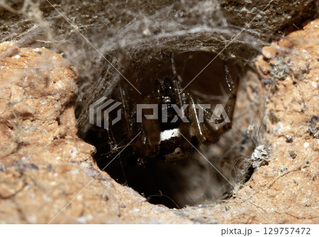 Close up of a UK garden spider on its web waiting for food scary 129757472