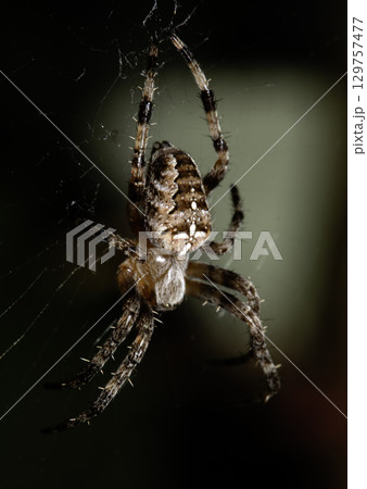 Close up of a UK garden spider on its web waiting for food scary Close up of a UK garden spider on its web waiting for food scary 129757477