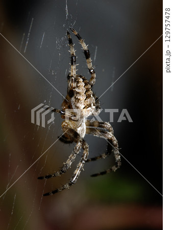 Close up of a UK garden spider on its web waiting for food scary 129757478