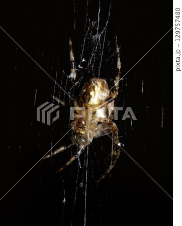 Close up of a UK garden spider on its web waiting for food scary 129757480