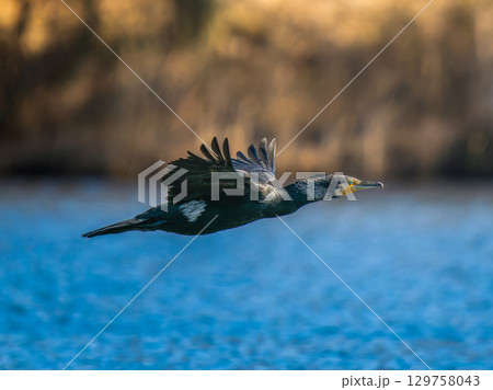 池を飛ぶカワウ 129758043