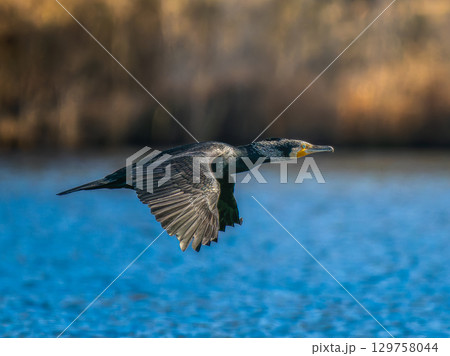 池を飛ぶカワウ 129758044
