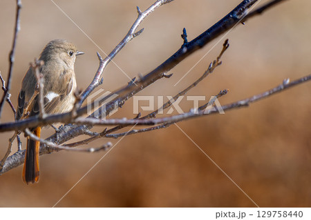 枝にとまるジョウビタキのメス・コピースペース 129758440