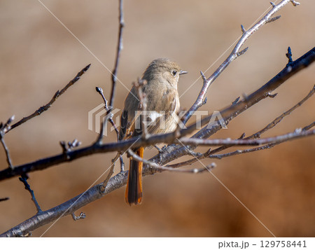 枝にとまるジョウビタキのメス 129758441