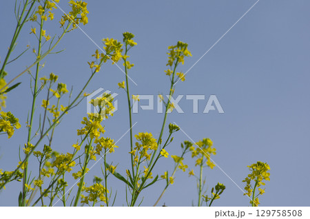 春空に伸びる菜の花 129758508
