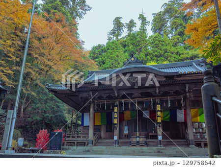 大雄山最乗寺の最大のパワースポットの御真殿付近の秋の紅葉風景 129758642
