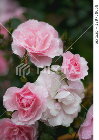 Delicate Light Pink Garden Roses Covered in Raindrops Close-up 129758658