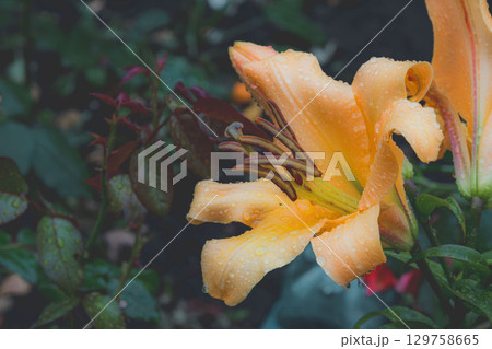 Vibrant Orange Daylily Flower with Raindrops in a Garden Close-up 129758665