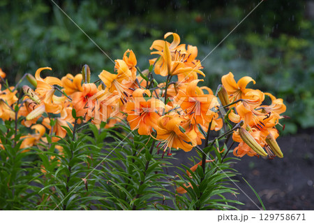 Vibrant Orange Daylilies Blooming in the Rain on a Summer Day 129758671
