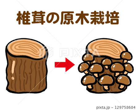 椎茸の原木栽培のイラスト素材2 129758684