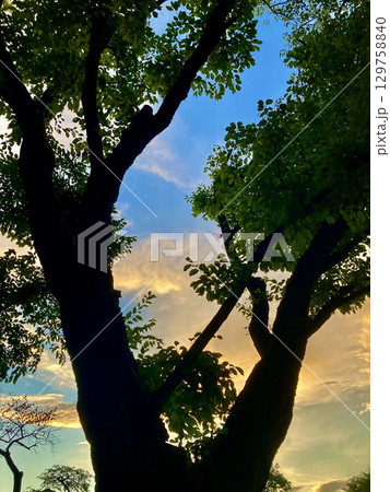 夕焼け空を背景にした木のシルエット 夕焼け空を背景にした木のシルエット 129758840