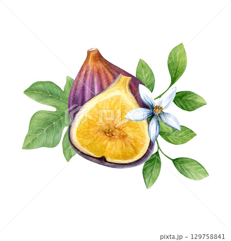 Composition of figs, fig leaf, lemon leaves and lemon flower. Watercolor of fruit, half fruit, green leaves and white flower isolated on white background. Good for postcards,recipes, menu, invitations 129758841