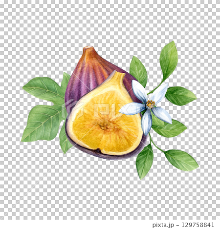 Composition of figs, fig leaf, lemon leaves and lemon flower. Watercolor of fruit, half fruit, green leaves and white flower isolated on white background. Good for postcards,recipes, menu, invitations Composition of figs, fig leaf, lemon leaves and lemon flower. Watercolor of fruit, half fruit, green leaves and white flower isolated on white background. Good for postcards,recipes, menu, invitations 129758841