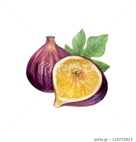 Composition of figs and fig leaf. Watercolor of fruit, half fruit and green leaf isolated on white background. Good for postcards,recipes, menu, invitations, greeting cards 129758923
