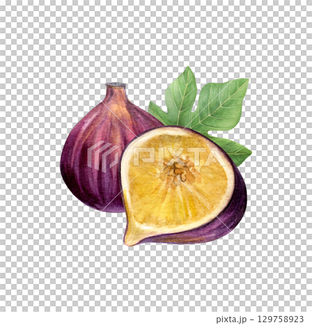 Composition of figs and fig leaf. Watercolor of fruit, half fruit and green leaf isolated on white background. Good for postcards,recipes, menu, invitations, greeting cards 129758923