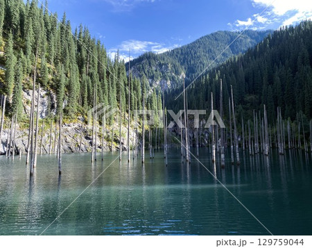 Lake Kaindy, filled with sunlight and frozen pine trees underwater 129759044