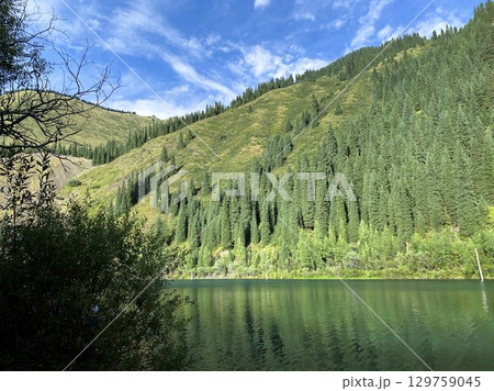 Pine forest in the mountains above a deep lake. Blue sky with white clouds above, green bush in the foreground Pine forest in the mountains above a deep lake. Blue sky with white clouds above, green bush in the foreground 129759045