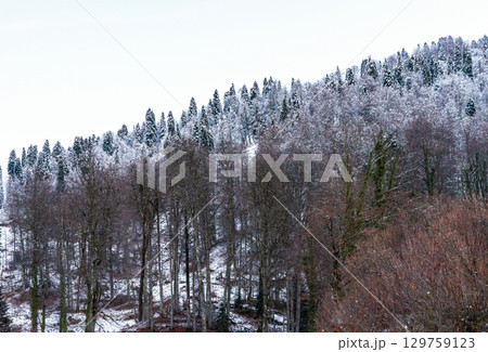 Snow-covered hillside with a mix of evergreen and deciduous trees, showcasing winter landscape beauty and serene atmosphere in a tranquil natural setting Snow-covered hillside with a mix of evergreen and deciduous trees, showcasing winter landscape beauty and serene atmosphere in a tranquil natural setting 129759123