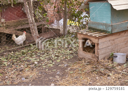 Rural chicken coop scene with hen and dog in leafy enclosure 129759181