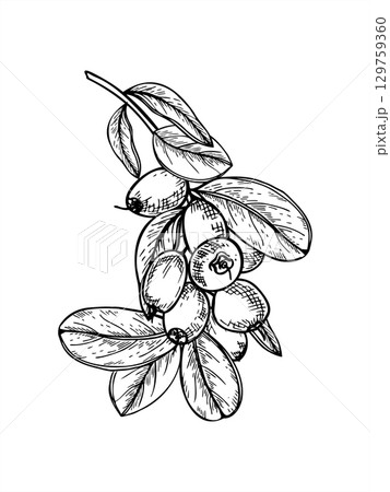 Monochrome blueberry branch with ripe berry bunch and leaves vector isolated illustration painted by black inks. Hand drawn berries on bush twig sketch for harvest design, horticultural guides Monochrome blueberry branch with ripe berry bunch and leaves vector isolated illustration painted by black inks. Hand drawn berries on bush twig sketch for harvest design, horticultural guides 129759360