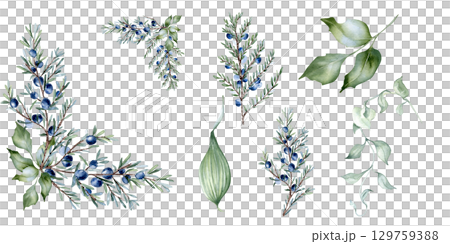 Juniper and holly branches watercolor foliage clipart isolated on white. Corner border, dusty green leaves hand drawn botanical set for templates, wedding invitations, and natural themed backgrounds. Juniper and holly branches watercolor foliage clipart isolated on white. Corner border, dusty green leaves hand drawn botanical set for templates, wedding invitations, and natural themed backgrounds. 129759388