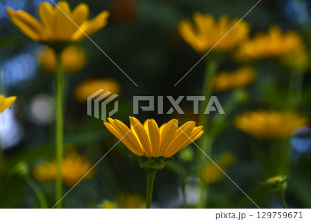 Yellow daisies in the light. Yellow flowers in the side. Beautiful background blur. 129759671
