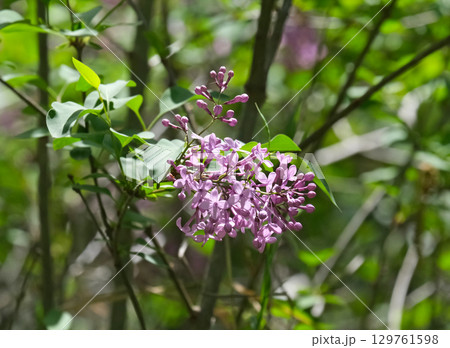Common lilac (lat.- Syringa vulgaris) Common lilac (lat.- Syringa vulgaris) 129761598