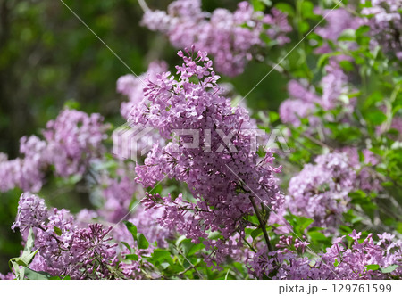 Common lilac (lat.- Syringa vulgaris) Common lilac (lat.- Syringa vulgaris) 129761599