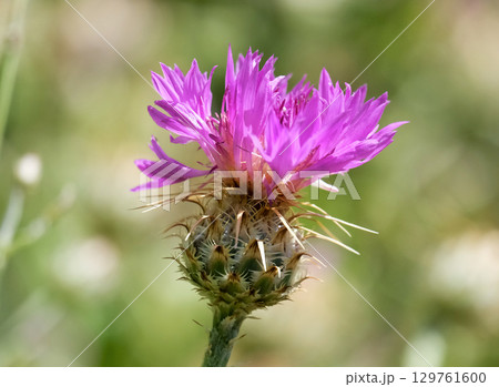 Flower Centaurea (lat.- Centaurea crocodylium) Flower Centaurea (lat.- Centaurea crocodylium) 129761600