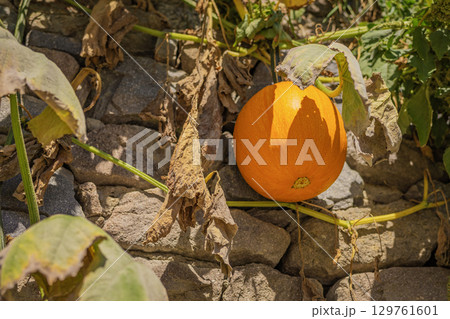 Bright orange pumpkin growing on stone ground surrounded by dry leaves under sunlight. Concept of harvest, organic farming and natural autumn season. Thanksgiving and Halloween 129761601