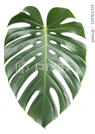 Large green monstera deliciosa leaf with natural holes, tropical plant isolated on transparent background Large green monstera deliciosa leaf with natural holes, tropical plant isolated on transparent background 129761724