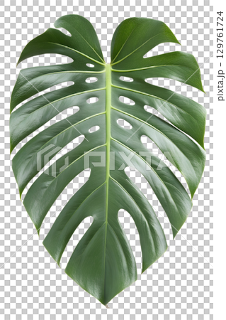 Large green monstera deliciosa leaf with natural holes, tropical plant isolated on transparent background Large green monstera deliciosa leaf with natural holes, tropical plant isolated on transparent background 129761724