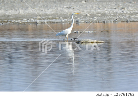 ダイサギ（荒川／埼玉県深谷市） 129761762