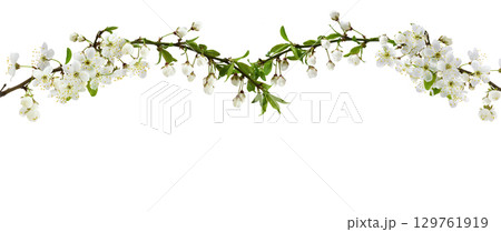 Spring flowers, buds and small green leaves on twigs of berry trees for top arrangement isolated on white 129761919