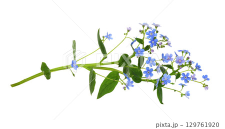 Sprig of blue forget-me-not (brunnera) flowers isolated on white background Sprig of blue forget-me-not (brunnera) flowers isolated on white background 129761920