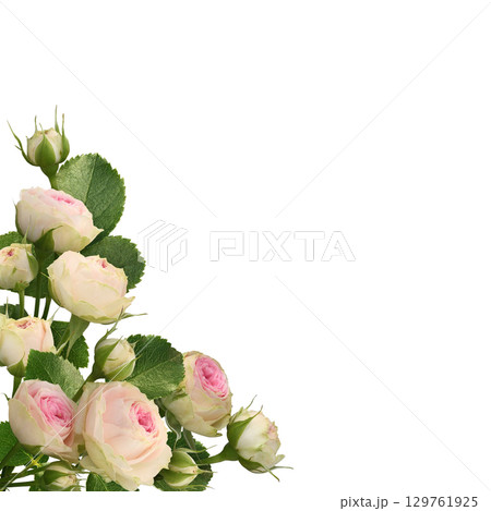 Pink and white rose flowers and green leaves in a corner arrangement isolated on white 129761925
